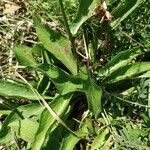 Centaurea nervosa Hoja