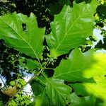 Quercus shumardii Foglia