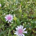 Crepis rubraBlüte