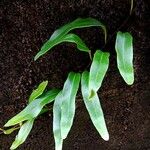 Pyrrosia lanceolata Лист