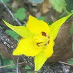 Calochortus monophyllus Virág