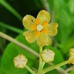Pentarrhinum insipidum Flower