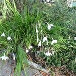 Gladiolus murielae Habitus