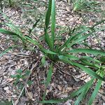 Yucca rupicola Habit