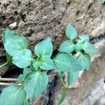 Theligonum cynocrambe Yaprak