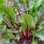 Beta vulgaris 整株植物