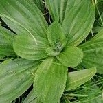 Plantago media Lapas