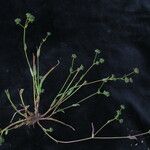 Bupleurum gracillimum موطن