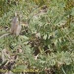 Vicia cusnae Habit