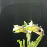 Viola kitaibeliana Квітка