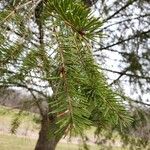 Pseudotsuga menziesii Levél