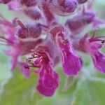 Teucrium hircanicum Flower