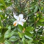 Magnolia virginiana Kwiat