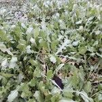 Crepis bursifolia Leaf