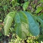 Passiflora laurifolia Folio