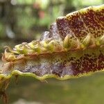 Bulbophyllum maximum Floro