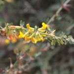 Acmispon dendroideus Fiore