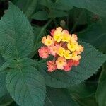 Lantana camaraЦветок