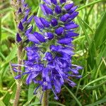 Veronica spicata Flower