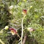 Scrophularia provincialis Virág