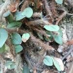 Microgramma vacciniifolia 樹皮