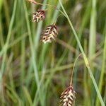 Carex magellanica Altro