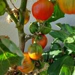 Solanum aethiopicum Fruto