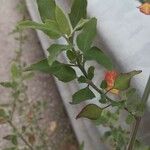 Chenopodium vulvaria Leaf