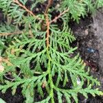 Thuja occidentalis Ліст