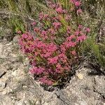 Erica melanthera