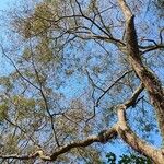 Anadenanthera colubrina ഇല
