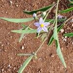 Solanum lanzae Blüte