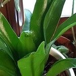 Asplenium antiquum Leaf