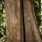 Pouteria hispida Corteza
