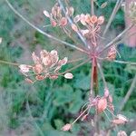 Heracleum sphondyliumFruit