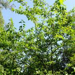 Morus alba Hábito