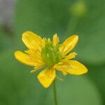 Ranunculus thora