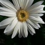 Gerbera leandrii Kwiat