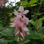 Indigofera decora Flor