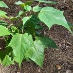 Catalpa fargesii ഇല