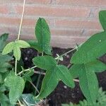 Passiflora lutea Leaf