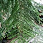 Araucaria columnaris Hoja