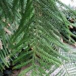 Araucaria columnaris Lapas