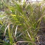 Carex muskingumensis ഇല