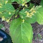 Collinsonia canadensis Hoja