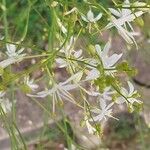 Anthericum ramosum Fula