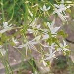 Anthericum ramosum Žiedas