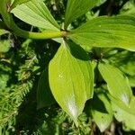 Lilium martagon Hoja