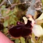 Ophrys sphegodes Blüte