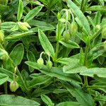 Helianthemum nummularium Levél